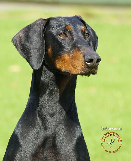Dobermann 9R020D-054.JPG